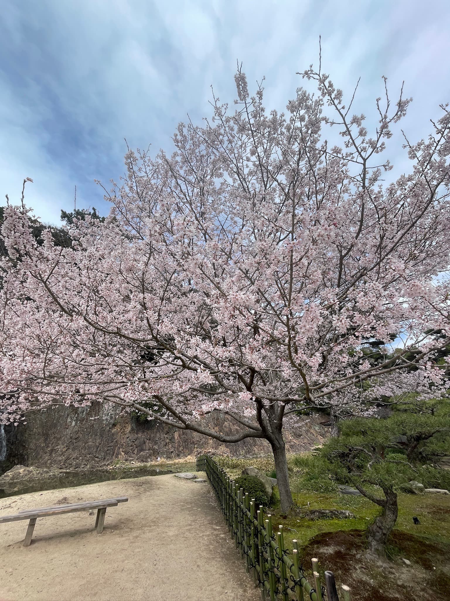 桜の季節