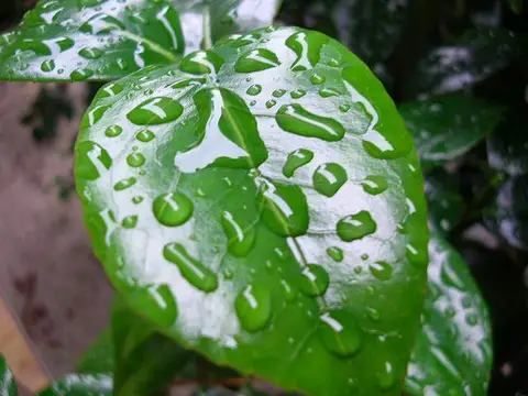今年は晴れますように・・・。