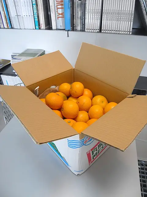 因島の八朔
