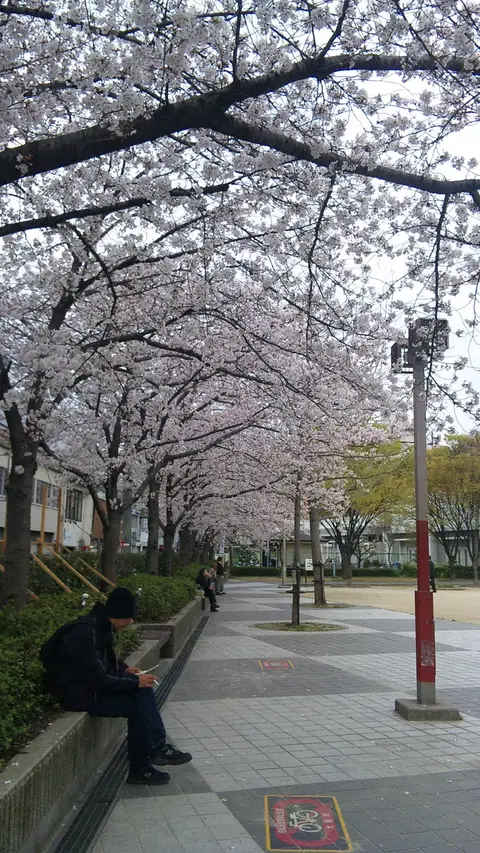中津の桜