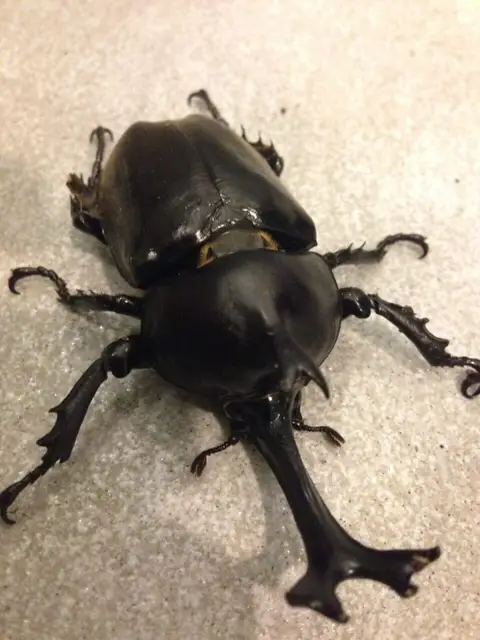 カブトムシ